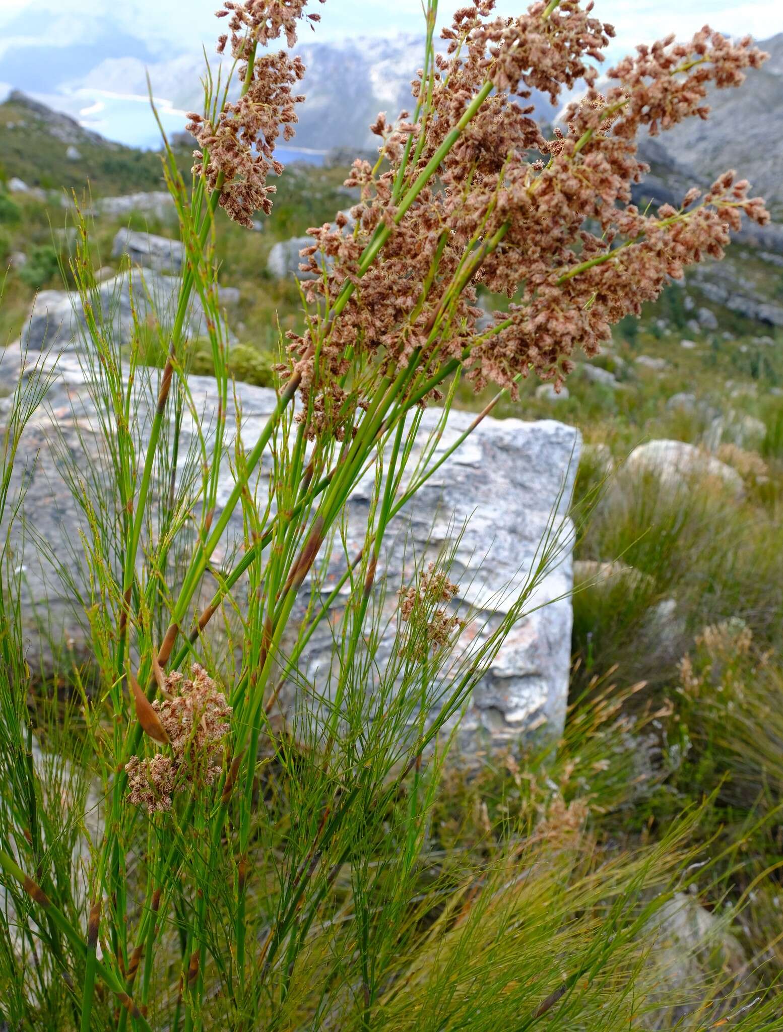 صورة Cannomois robusta (Kunth) H. P. Linder