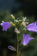 Image of Campanula martinii F. Fen., Pistarino, Peruzzi & Cellin.