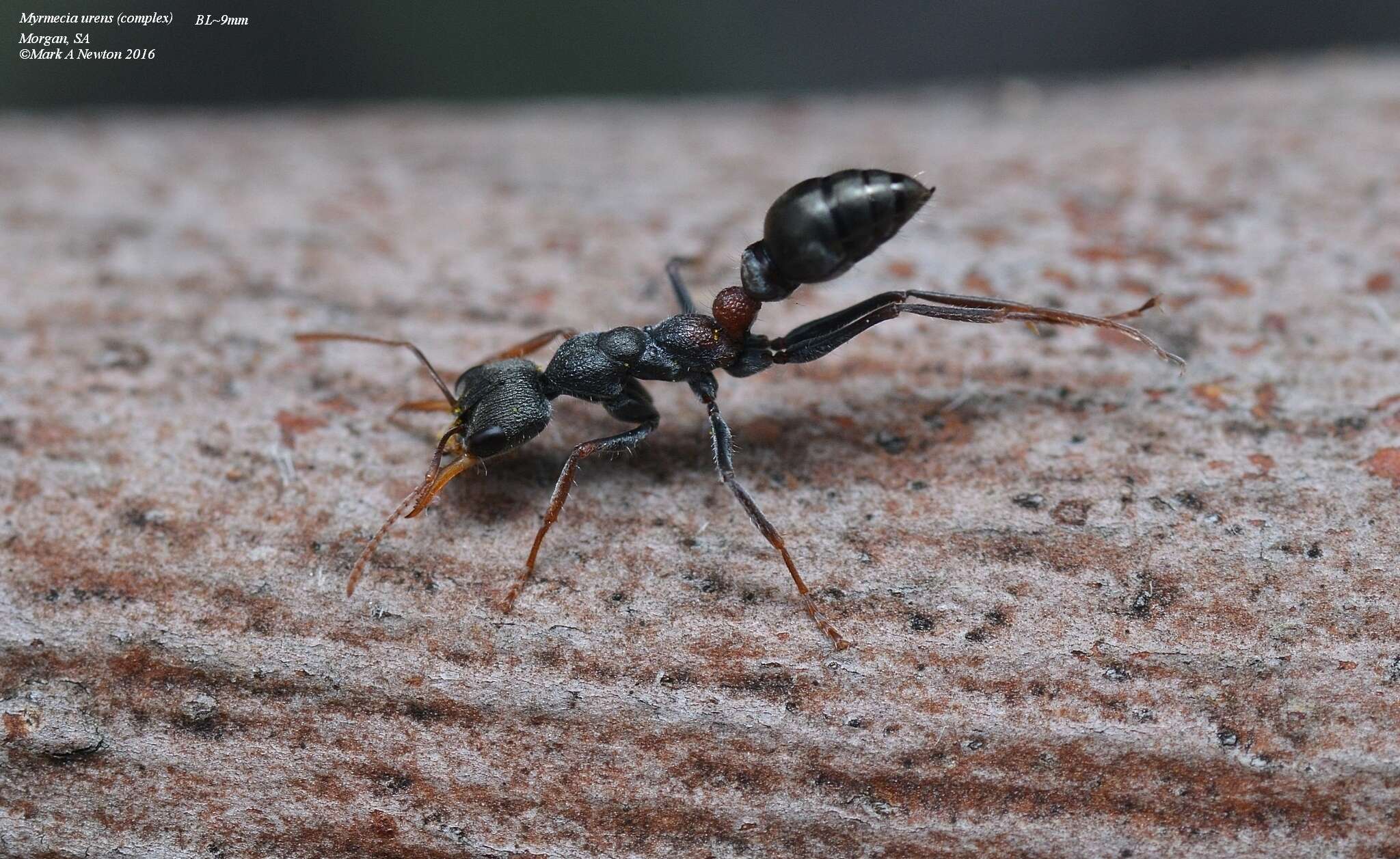 Image de Myrmecia urens Lowne 1865