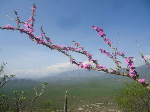 Image of Plocosperma