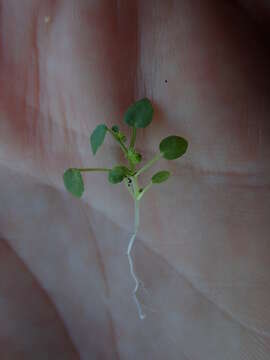 Image of Adenocline violifolia (Kunze) Prain