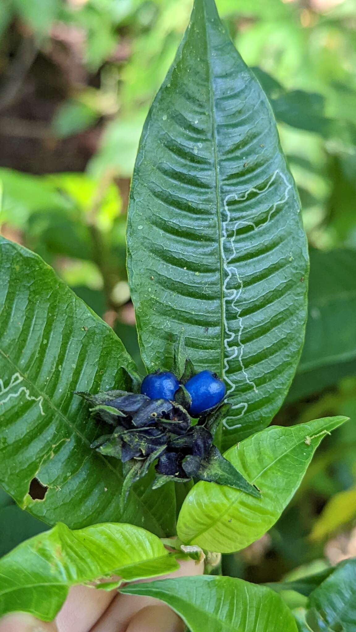 Image of Palicourea ramonensis