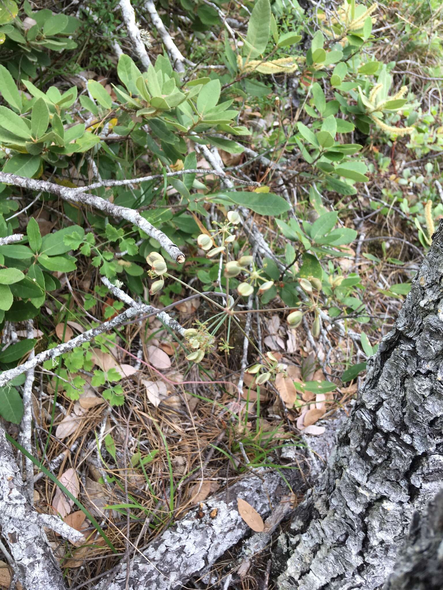 صورة Lomatium howellii (S. Wats.) Jepson