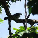 Image of Pied Cuckoo-Dove