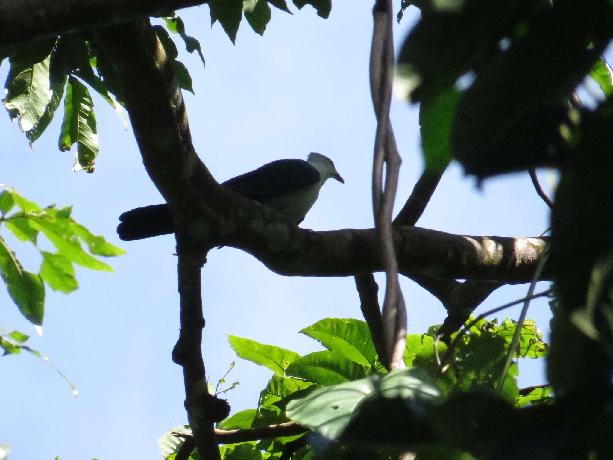 Image of Pied Cuckoo-Dove
