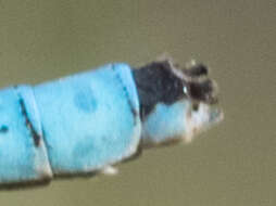 Image of Marsh Bluet