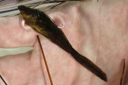 Image of Orange Filefish