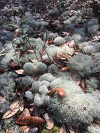 Image de Cladonia subtenuis (Abbayes) A. Evans