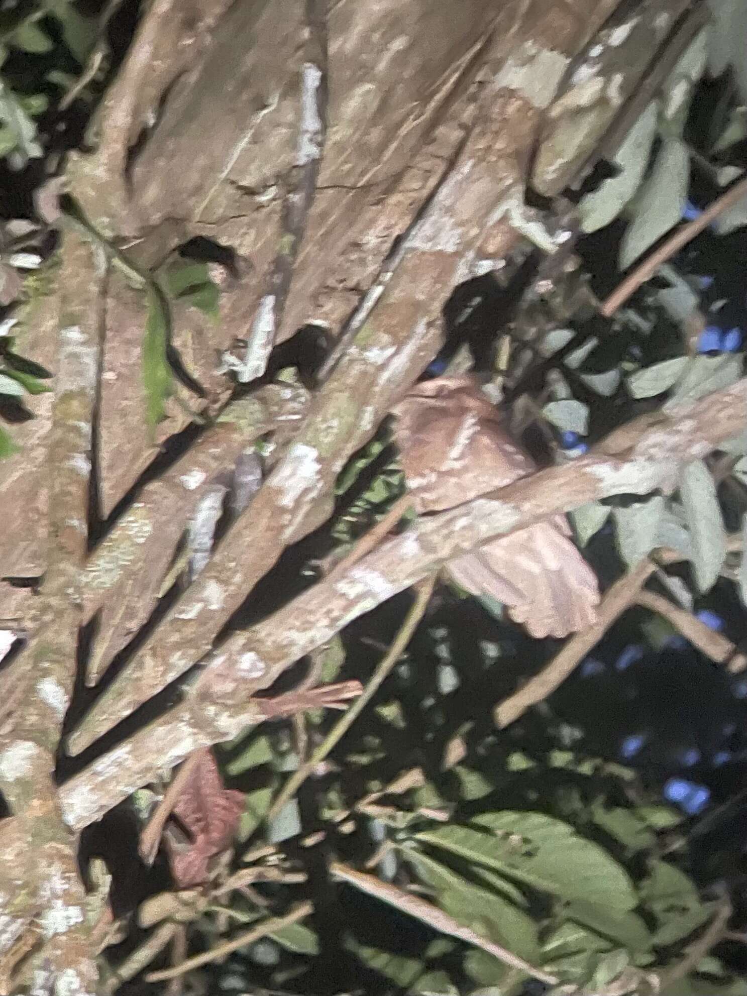 Image of Philippine Frogmouth