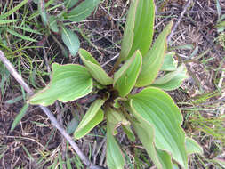 Image of groovestem Indian plantain