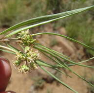 Image de Stenostelma capense Schltr.