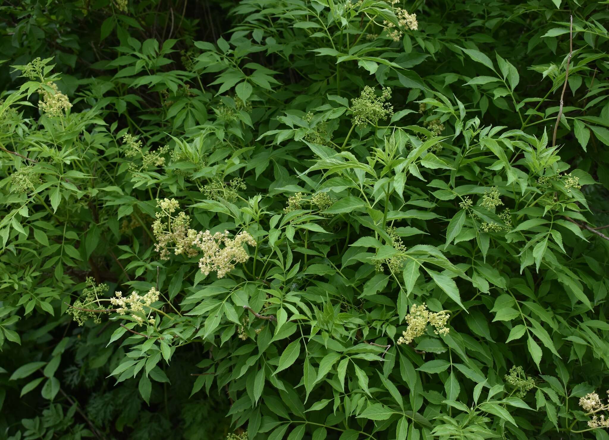 Image of Sambucus williamsii Hance