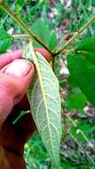 Image de Solanum stelligerum Sm.