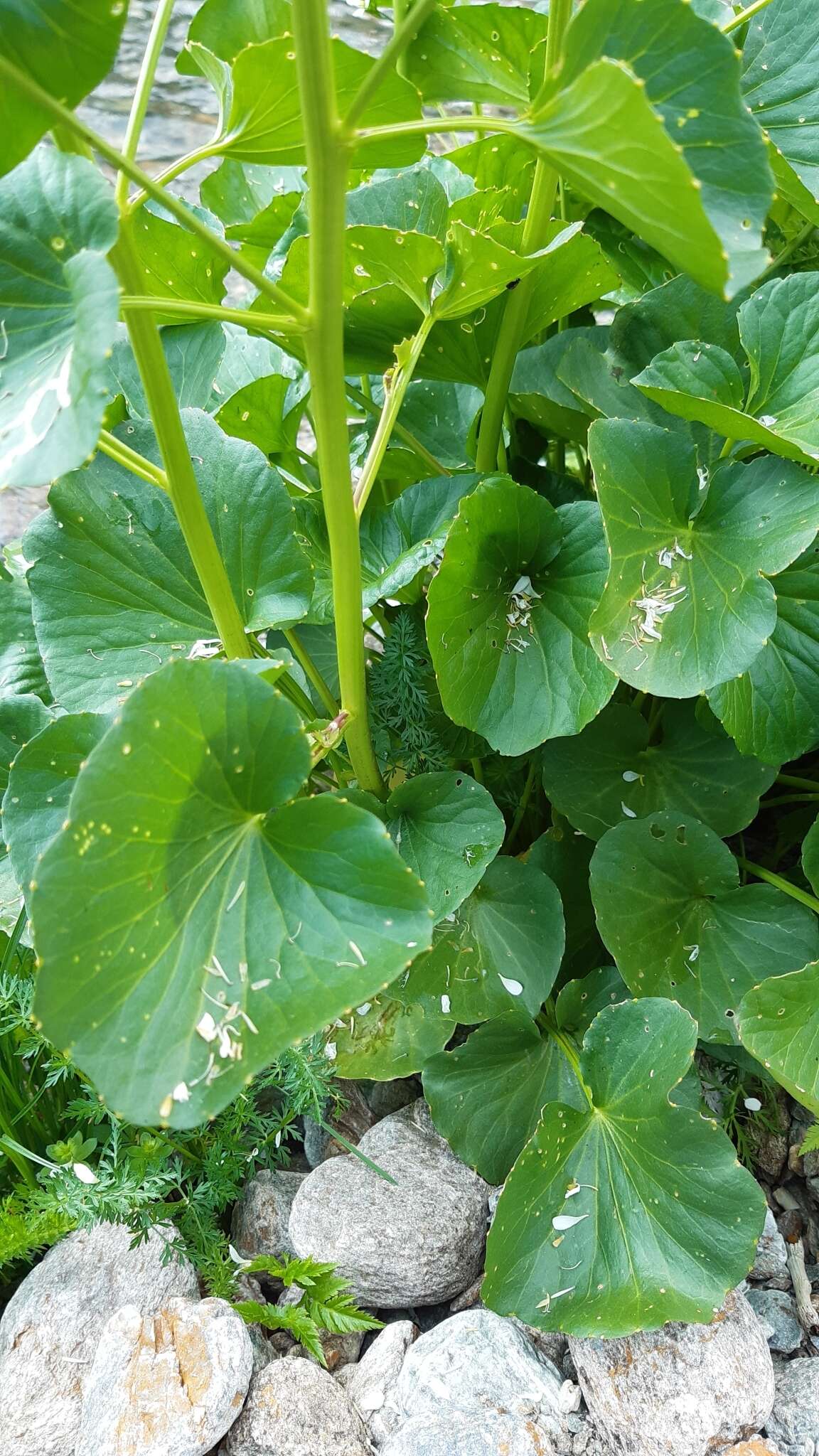 Imagem de Cardamine asarifolia L.