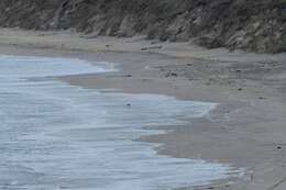 Image of Chatham Island Pied Oystercatcher