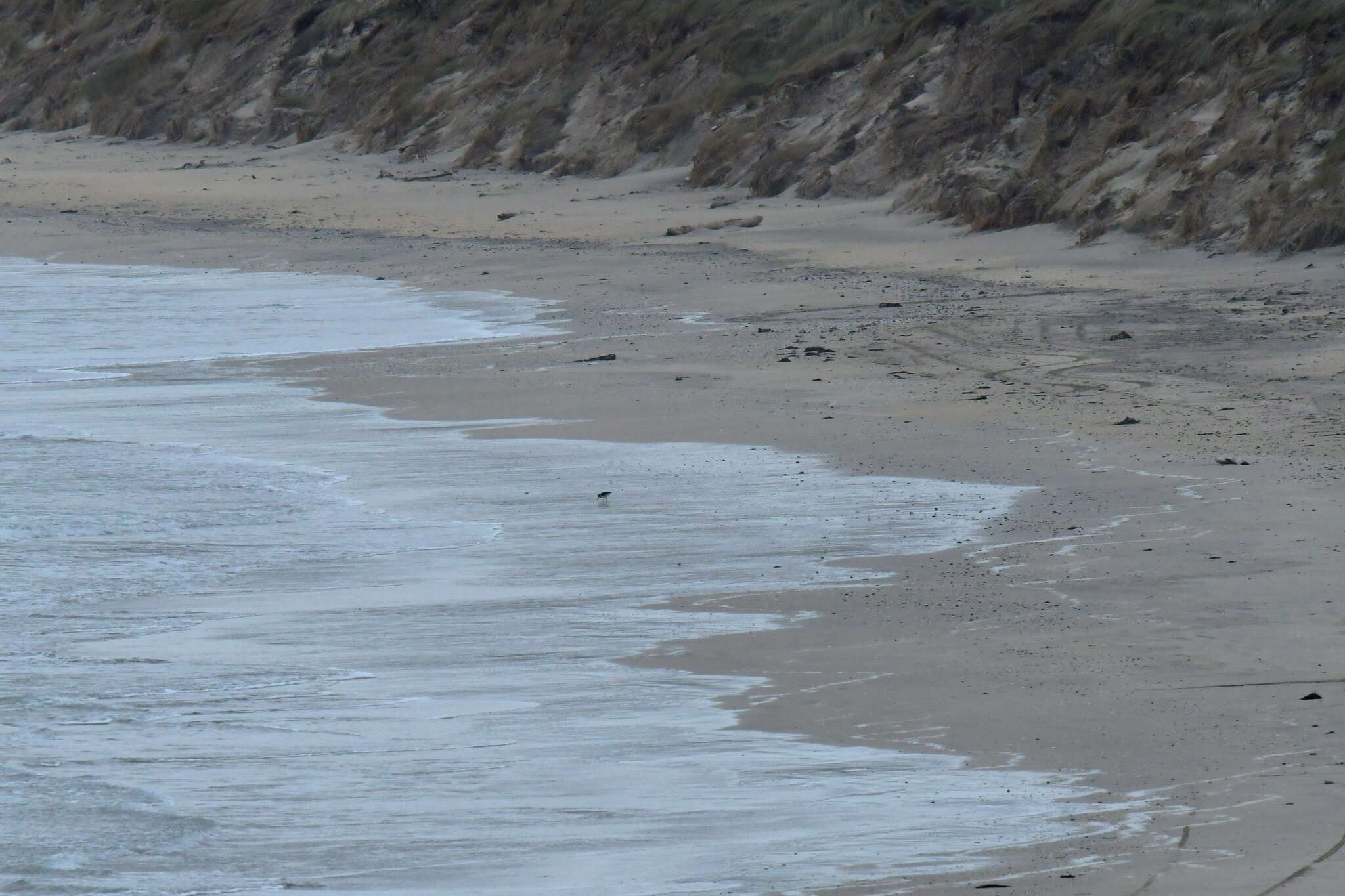 Image of Chatham Island Pied Oystercatcher