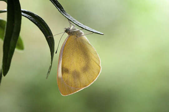 Image of Pieris mannii alpigena