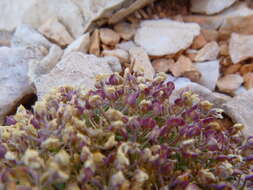 Image of Ostler's pepperweed