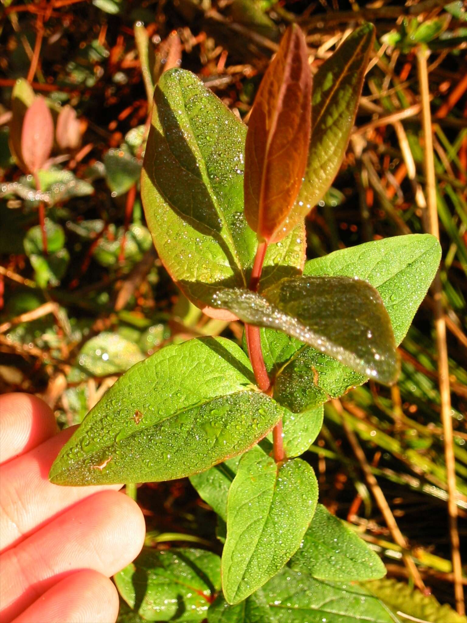 Image of sweet-amber