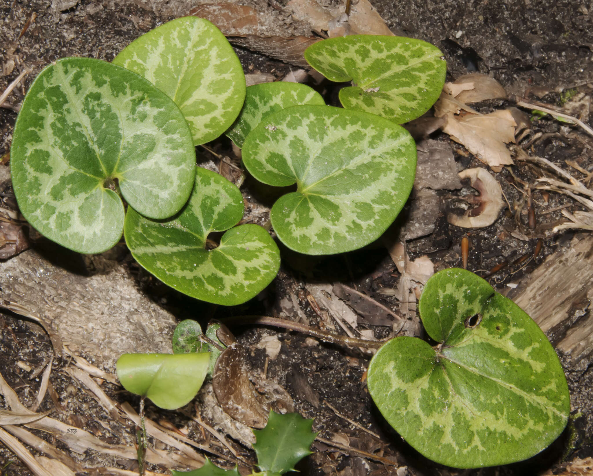 Image de Hexastylis virginica (L.) Small