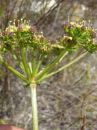 Image of Nanobubon capillaceum (Thunb.) Magee