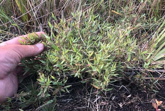 Image of Rough Rosette Grass