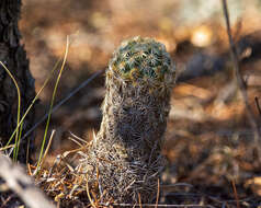 Image of Coryphantha potosiana (Jacobi) Glass & R. A. Foster