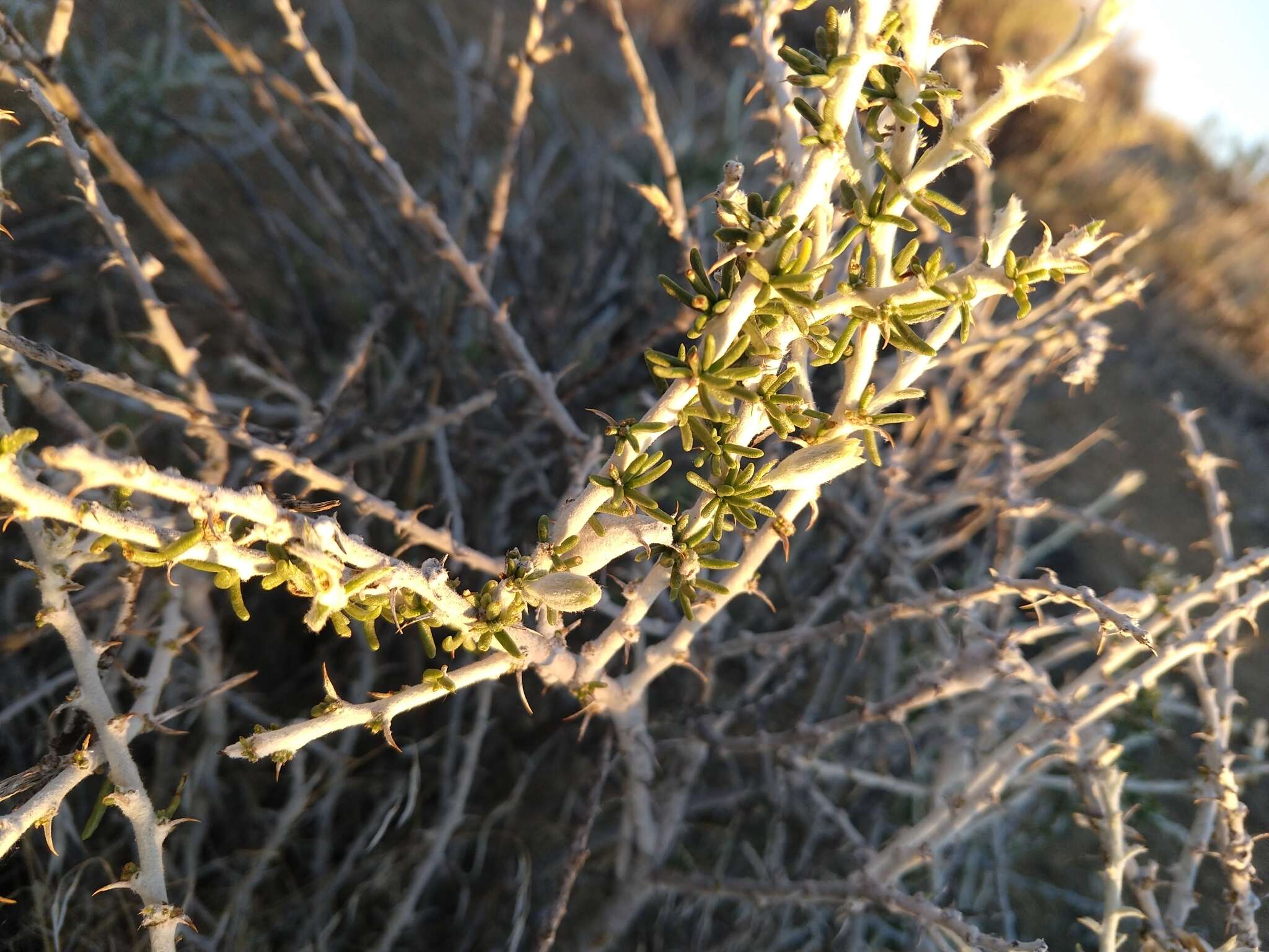 Image of spiny horsebrush