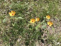 Image of Arizona poppy