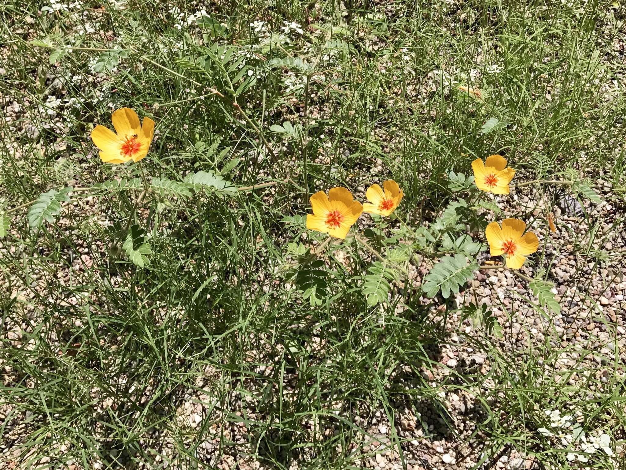 Image of Arizona poppy