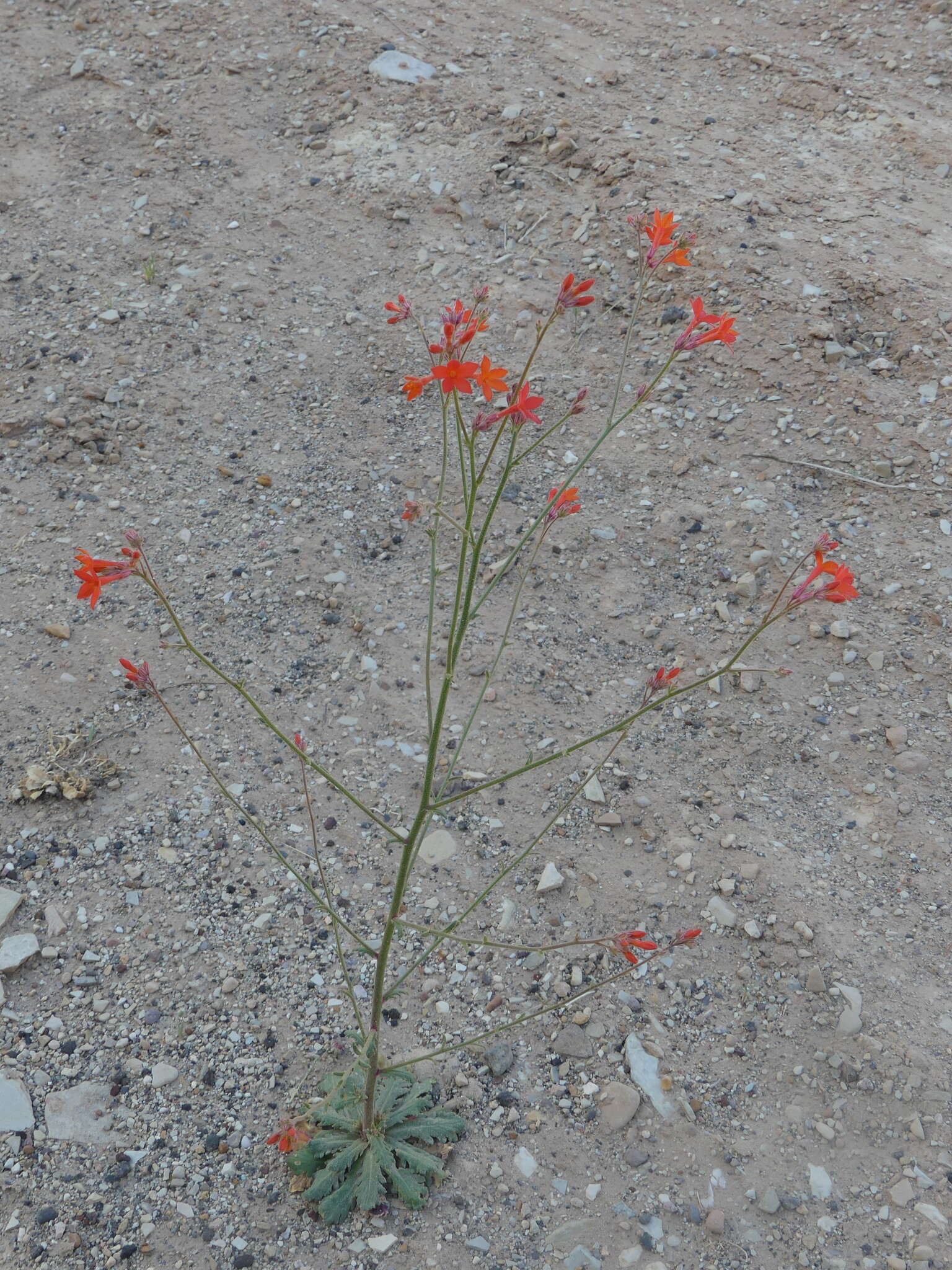 Image of coral gilia