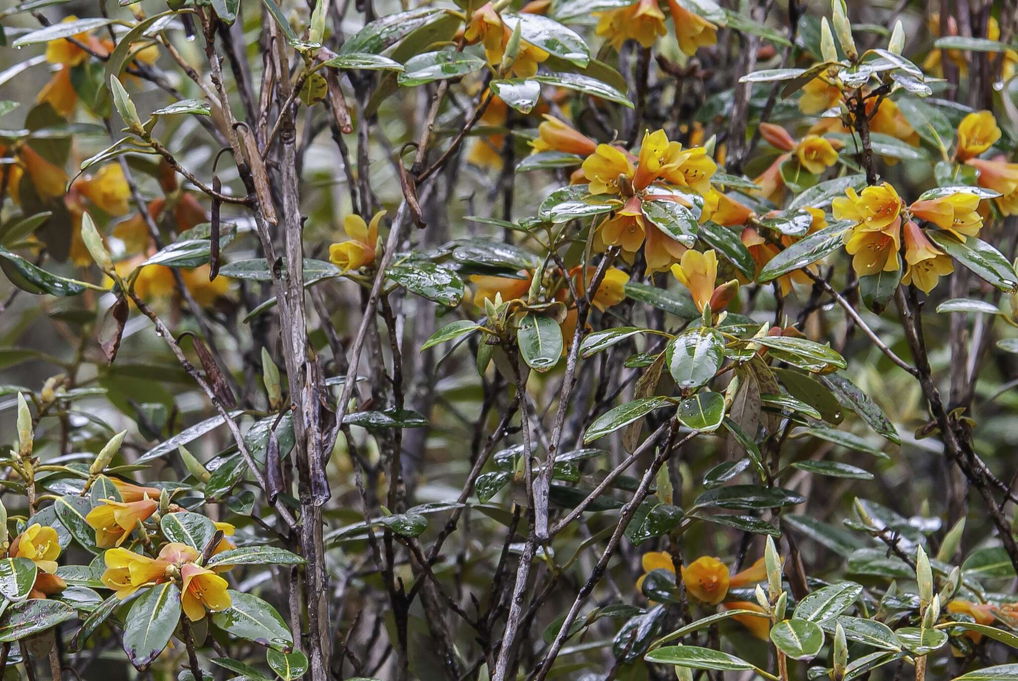 Imagem de Rhododendron cinnabarinum Hook. fil.