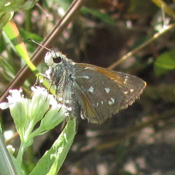 Image of <i>Hesperia woodgatei</i> (R. Williams 1914)