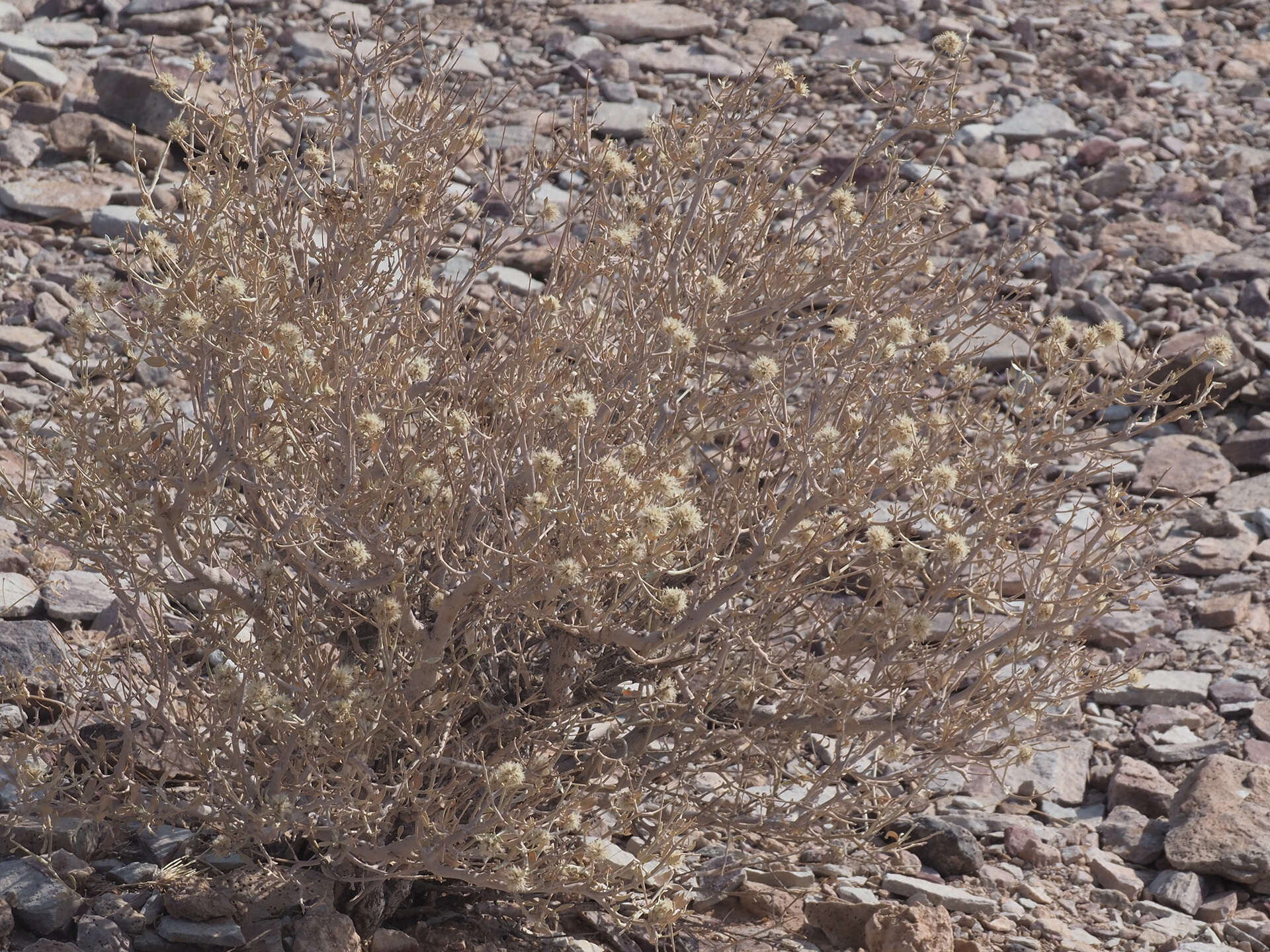 Image of Wool bush