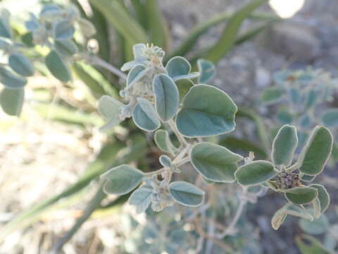 Sivun Croton pottsii var. thermophilus (M. C. Johnst.) M. C. Johnst. kuva