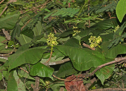 Sivun Simira ecuadorensis (Standl.) Steyerm. kuva