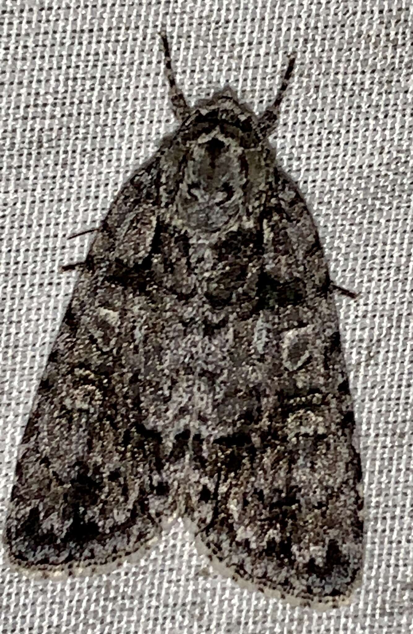 Image of Acronicta tristis Smith 1911