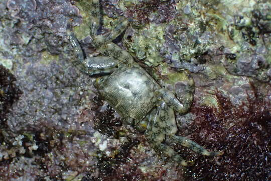 Image of marbled rock crab