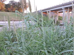 صورة Arundo donax L.