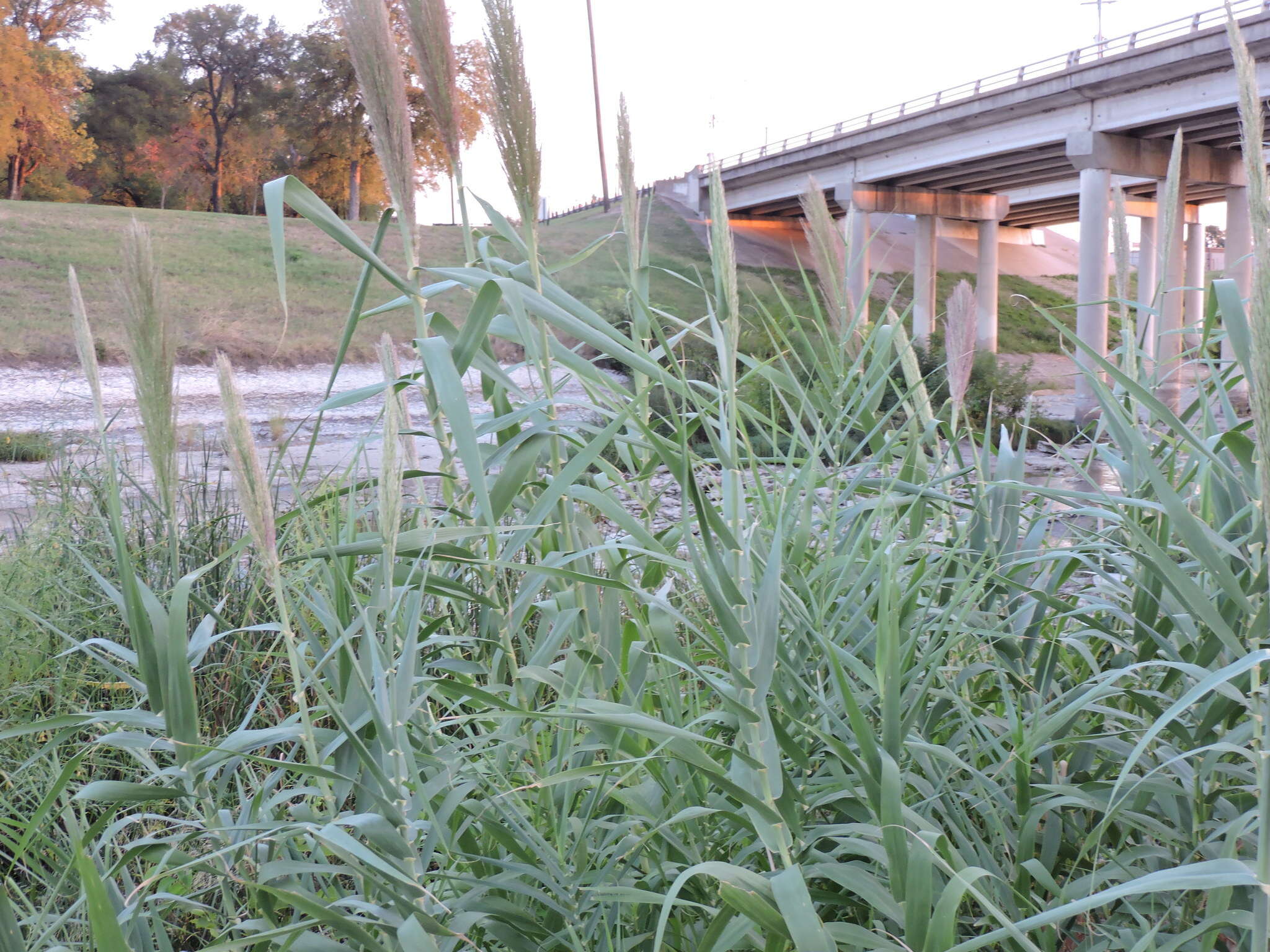 Plancia ëd Arundo donax L.