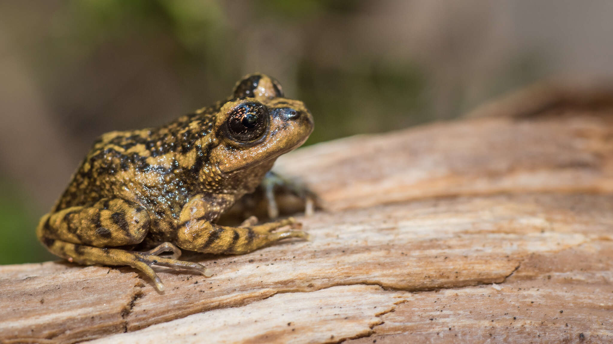 Image of Cabreria Spiny-chest Frog