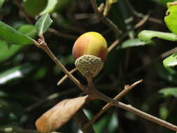 Imagem de Quercus phillyreoides A. Gray