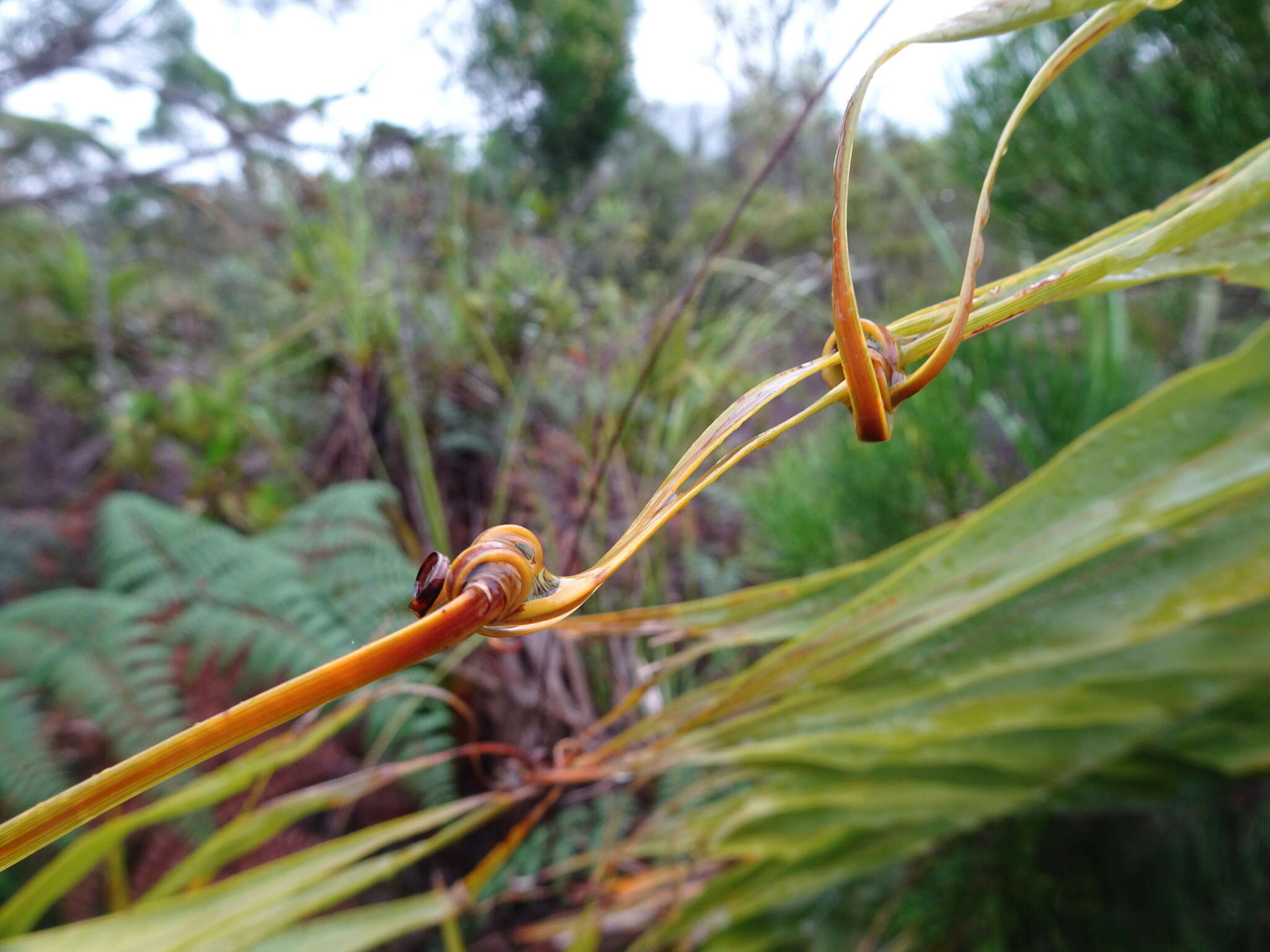 Imagem de Flagellaria neocaledonica Schltr.