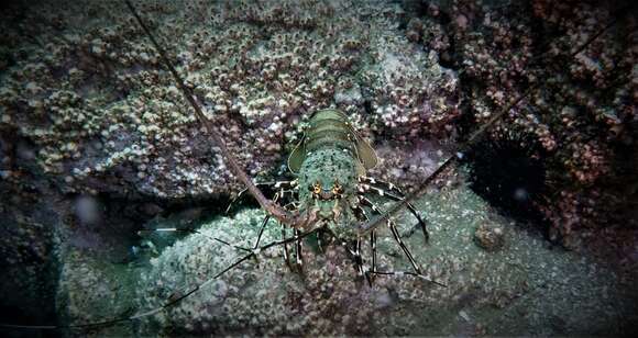 Image of Chinese spiny lobster