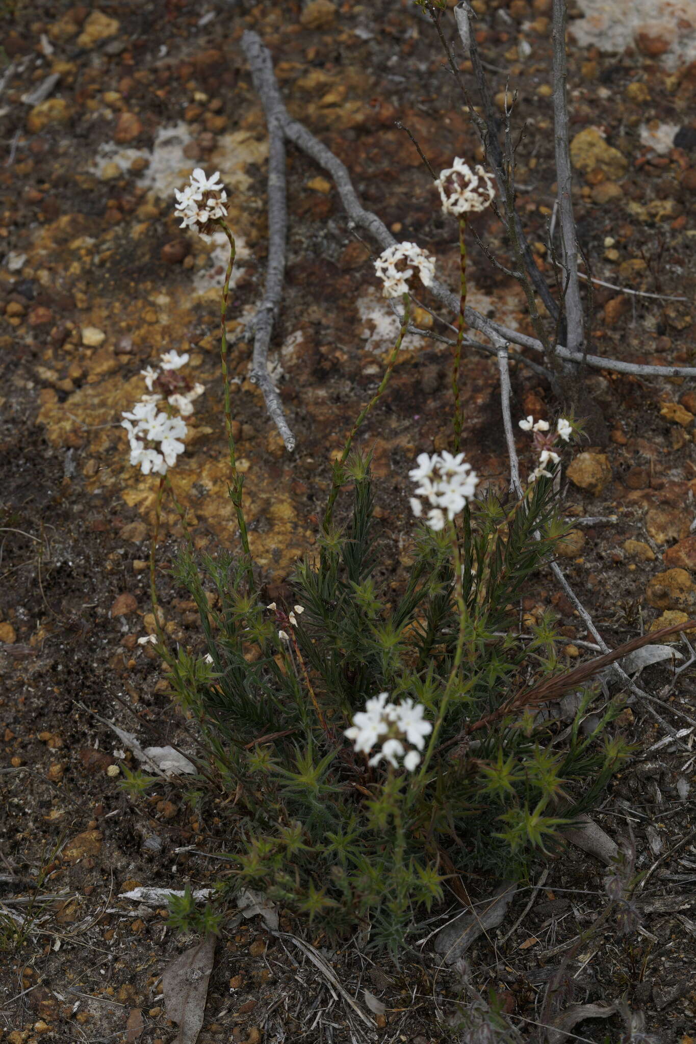 Image of Sphenotoma gracilis (R. Br.) Sweet