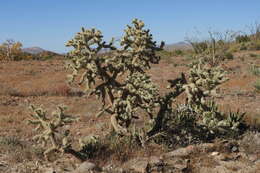 Image of Cylindropuntia alcahes var. alcahes