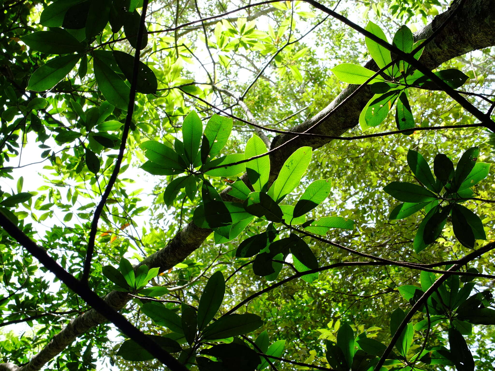 Photinia serratifolia var. daphniphylloides (Hayata) L. T. Lu的圖片