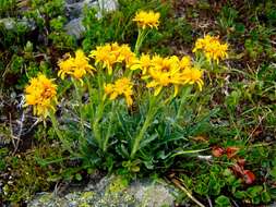 Image of Jacobaea carniolica (Willd.) Schrank