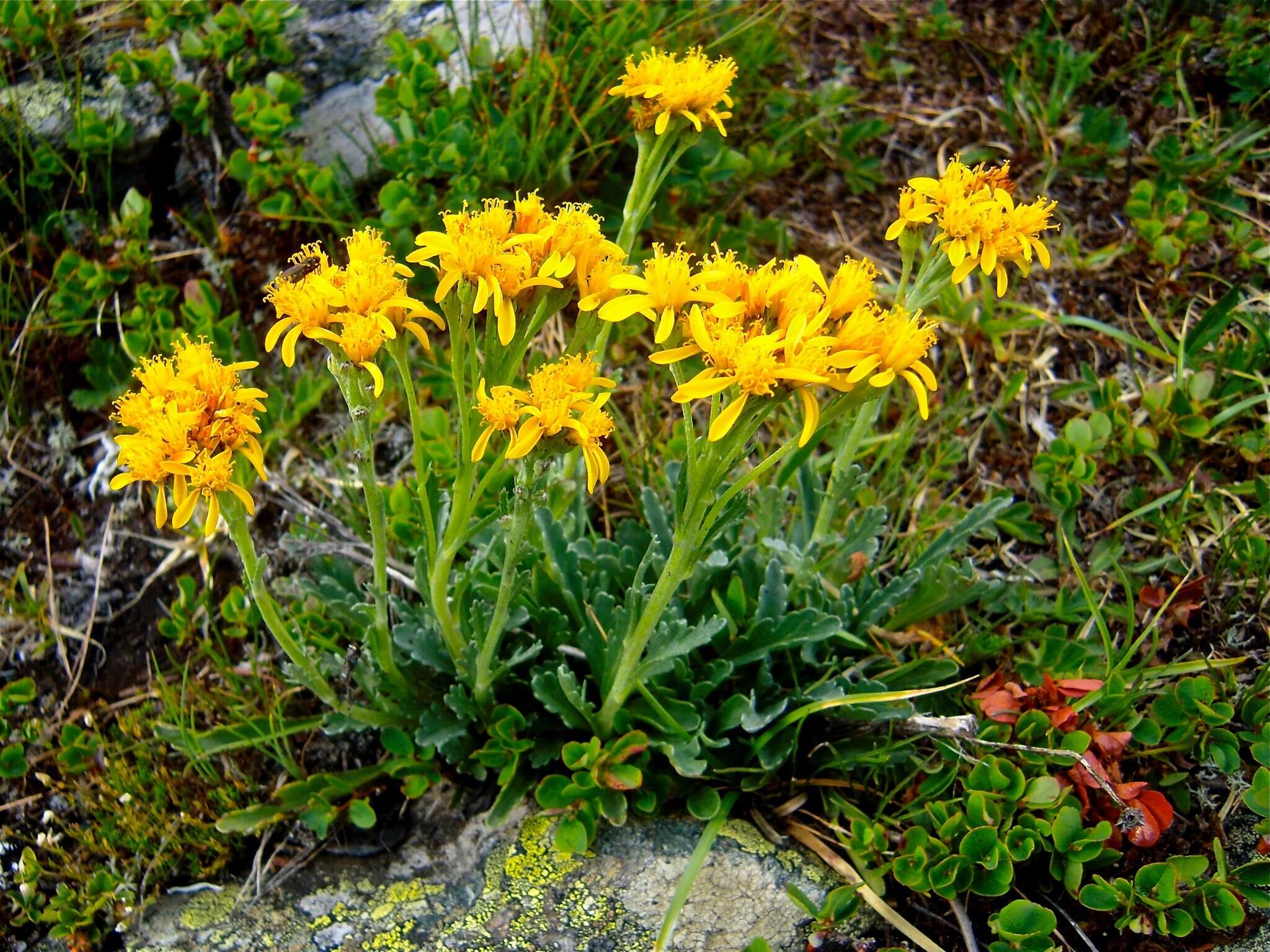 Image of Jacobaea carniolica (Willd.) Schrank