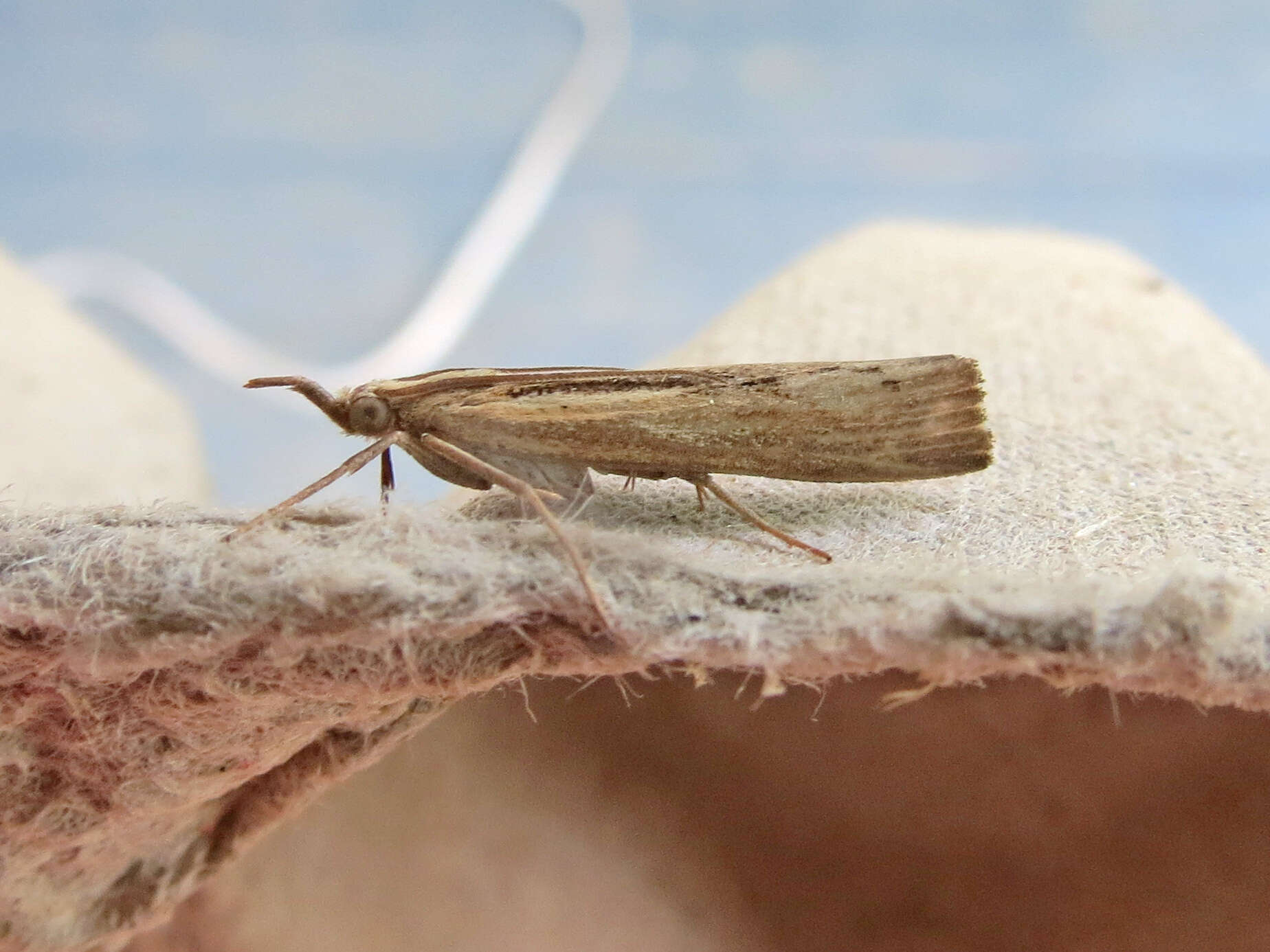 Image of Sod Webworm